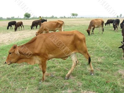 cows grazing in the fields in pakistan