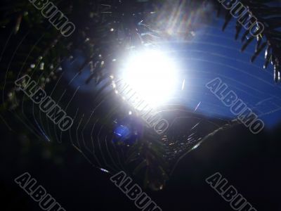 Fir pins and the spider