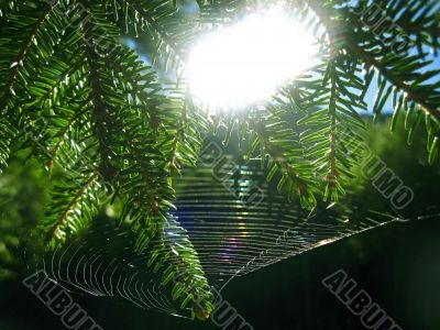 Fir pins and the net