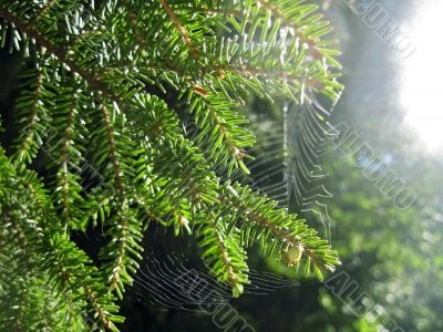 Fir pins and the net