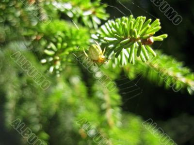 Fir pins and the spider