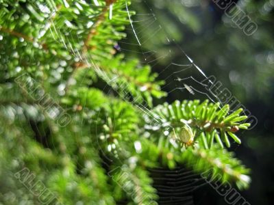 Fir pins and the spider