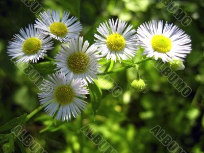 Camomille in the forest