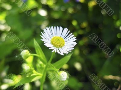 Camomille in the forest