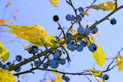 Ripe blackthorn fruits