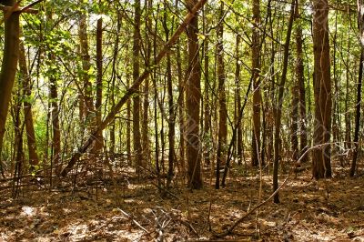 Wild pine forest