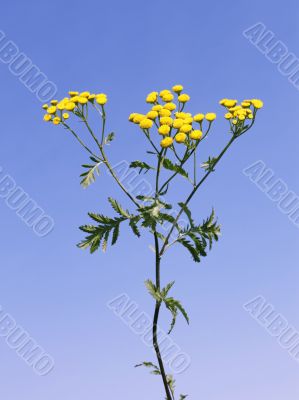 Tansy flowers