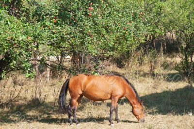 Horse under an apple tree, eating