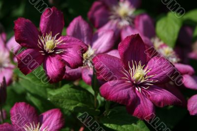 Two Purple Clematis