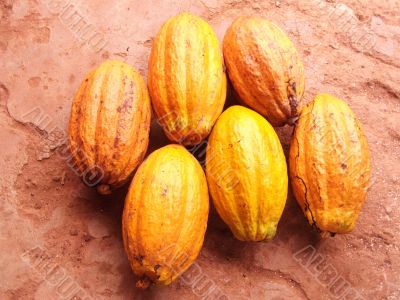 Cocoa pods Cocoa pods
