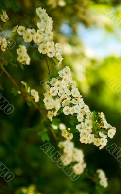 Spring blossom flowers