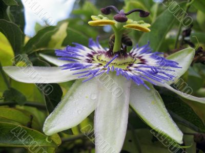 Passiflora in bloom. Brasil maraquja and the bee