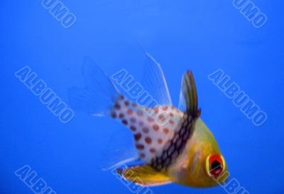 Tropical exotic fish Tropical exotic fish
