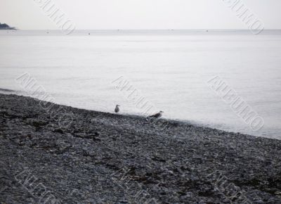 Sea gulls on the seashore