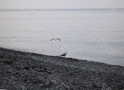 Sea gulls on the seashore