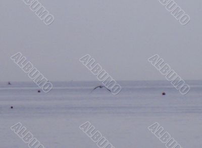 Sea gull flying over the sea