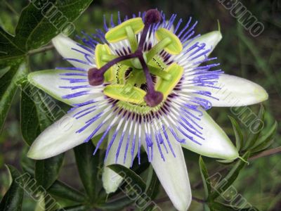 Passiflora in bloom. Brasil maraquja