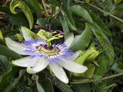 Passiflora in bloom. Brasil maraquja