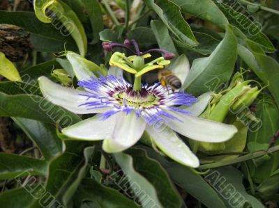 Passiflora in bloom. Brasil maraquja and the bee