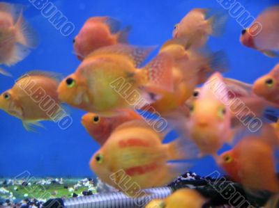 Tropical exotic fishes Tropical exotic fishes