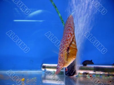 Tropical exotic fish Tropical exotic fish