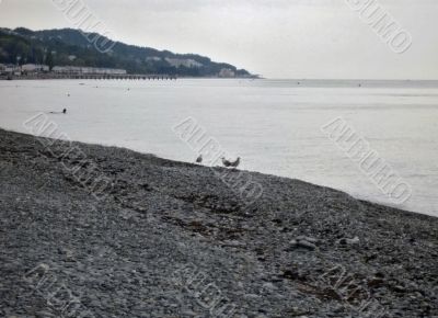 Sea gulls on the seashore Sea gulls on the seashore