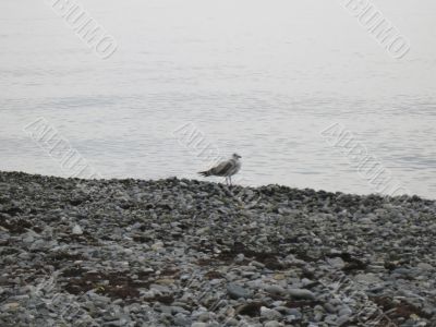 Sea gulls on the seashore