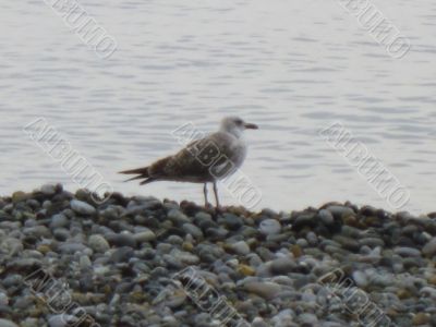 Sea gulls on the seashore