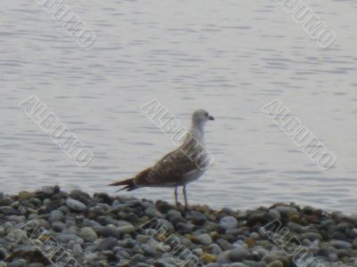 Sea gulls on the seashore