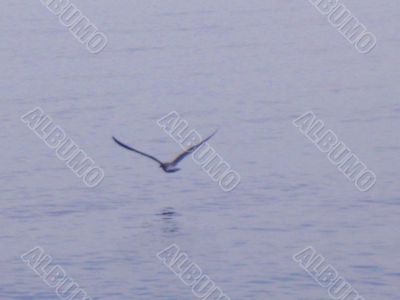 Sea gull flying over the sea Sea gull flying over the sea