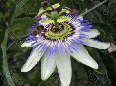 Passiflora in bloom. Brasil maraquja and the bee