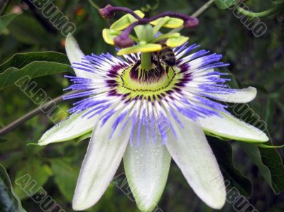 Passiflora in bloom. Brasil maraquja and the bee