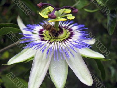 Passiflora in bloom. Brasil maraquja and the bee