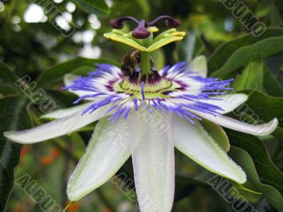 Passiflora in bloom. Brasil maraquja and the bee Passiflora in bloom. Brasil maraquja and the bee