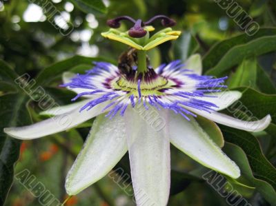 Passiflora in bloom. Brasil maraquja and the bee