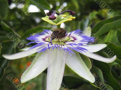 Passiflora in bloom. Brasil maraquja and the bee