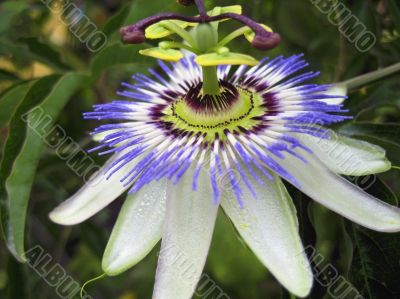 Passiflora in bloom. Brasil maraquja