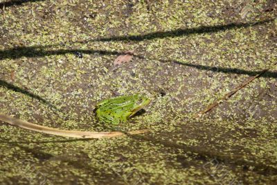 Green frog.