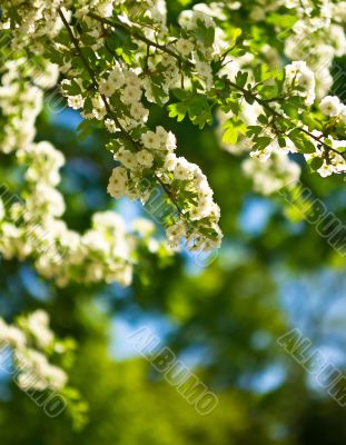 White flower blossom on sunshine in the garden