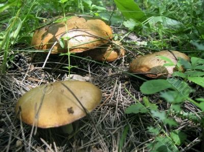 Mushrooms in the grass under sunlight Mushrooms in the grass under sunlight