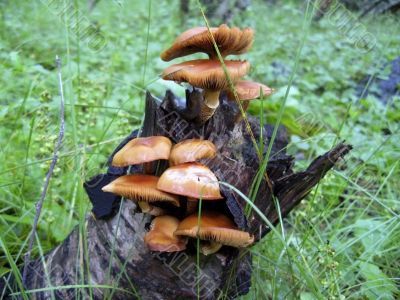 Mushrooms on the tree Mushrooms on the tree