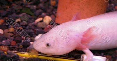 White fish with a legs