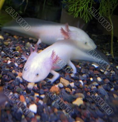White fishes with a legs