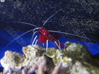 Red royal shrimp with a white moustache