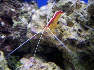 Red royal shrimp with a white moustache