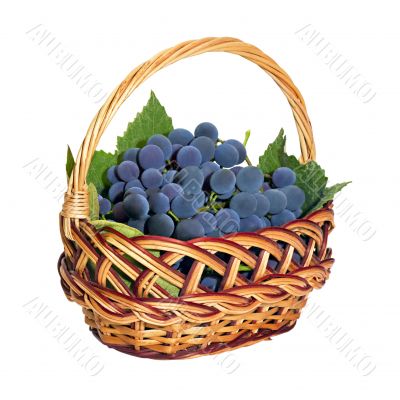 wicker basket with brushes of dark grapes