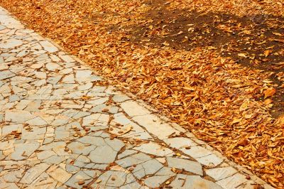 Fallen leaves in park