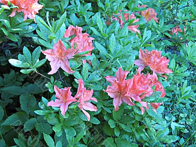 Rhododendron in spring