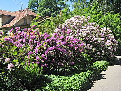 Rhododendrons in spring