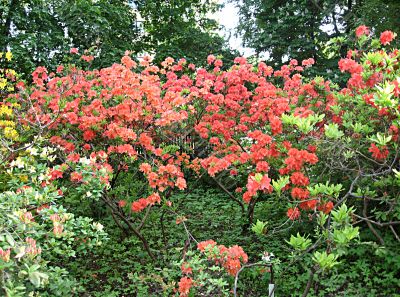 Rhododendrons in spring